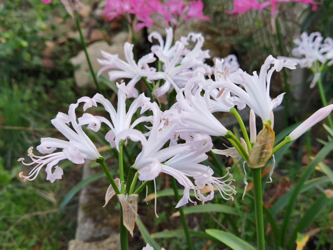Nerine bowdenii